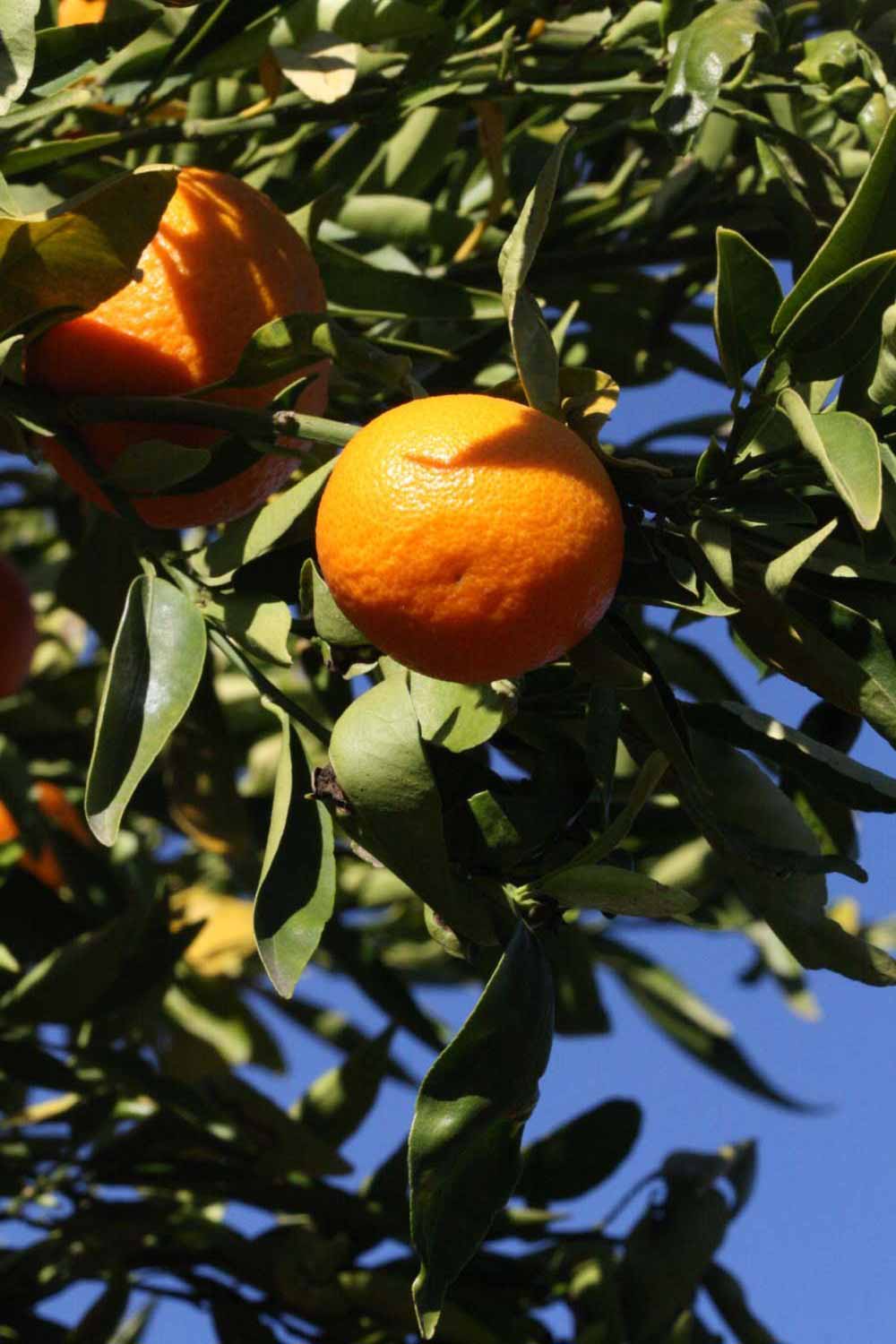              Fruit (Clementina Fina, Riverside, CA)       